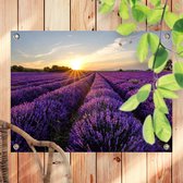 Tuinposter Lavendel Bloemeveld