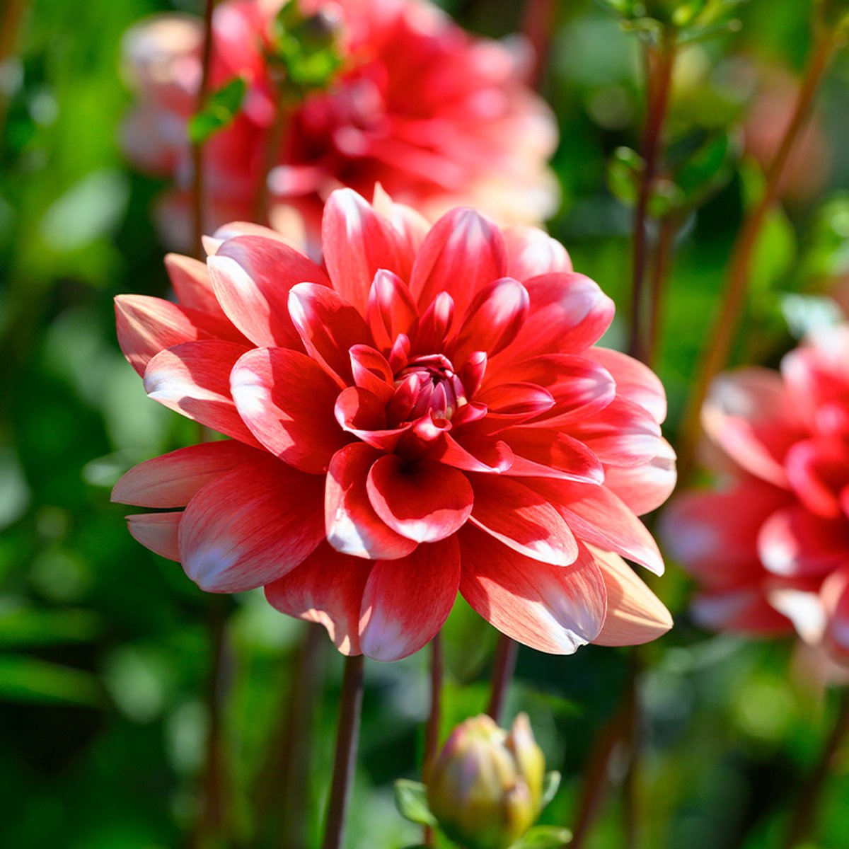 Dahlia Nagano | 6 stuks | Decoratieve Waterlelie Dahlia | Knol | Snijbloem | Rood | Wit | Dahlia Knollen van Top Kwaliteit | 100% Bloeigarantie | QFB Gardening