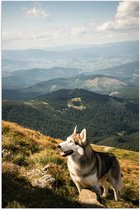 Poster Glanzend – Blijkijkende Husky Hond op Berg met Uitzicht op Natuur - 70x105 cm Foto op Posterpapier met Glanzende Afwerking