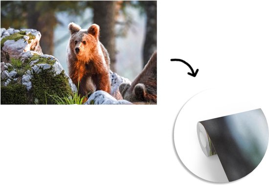 Papier peint - Papier peint Papier peint photo Ours - Marron - Animal - Largeur 420 cm x hauteur 280 cm