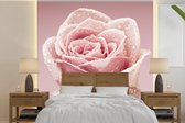 Behang - Fotobehang Dauwdruppeltjes op een enkele roze roos - Breedte 300 cm x hoogte 300 cm