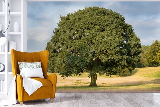 Papier peint photo vinyle - Chêne solitaire dans un paysage ondulé largeur 330 cm x hauteur 220 cm - Tirage photo sur papier peint (disponible en 7 tailles)