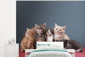 Behang - Fotobehang Kittens - Kat - Dieren - Breedte 375 cm x hoogte 300 cm