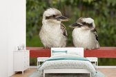Papier peint vinyle - Deux kookaburras australiens assis sur une planche de bois rouge largeur 305 cm x hauteur 220 cm - Tirage photo sur papier peint (disponible en 7 tailles)