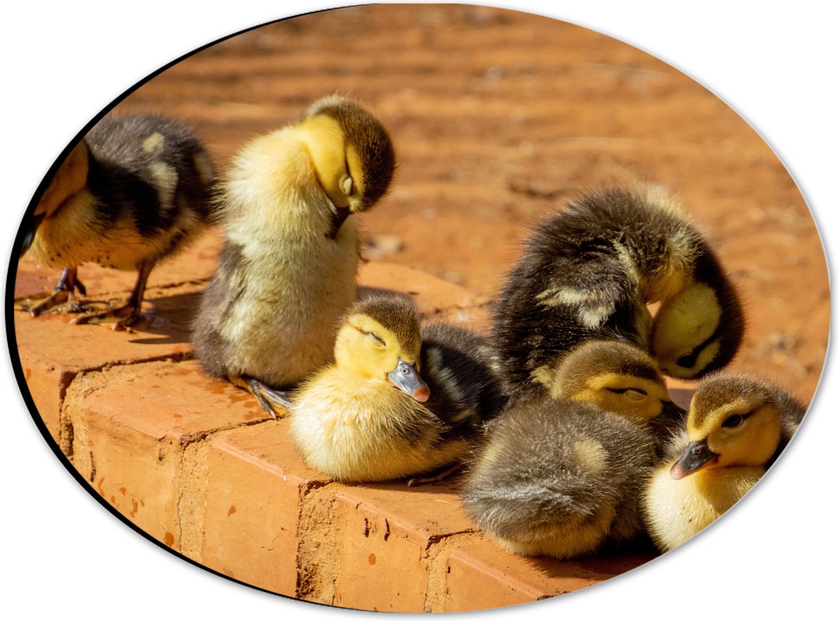 Dibond Ovaal - Zes Baby Eendjes op Stenen Muurtje - 28x21 cm Foto op Ovaal (Met Ophangsysteem)