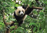 Fotobehang - Vlies Behang - Pandabeer in de Jungle - 368 x 254 cm