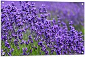 Tuinposter – Lavendel Planten op een Grasveld - 90x60 cm Foto op Tuinposter (wanddecoratie voor buiten en binnen)