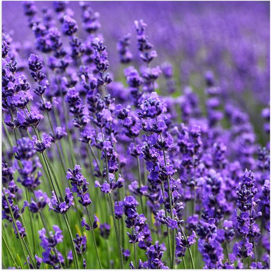 Poster Glanzend – Lavendel Planten op een Grasveld - 100x100 cm Foto op Posterpapier met Glanzende Afwerking