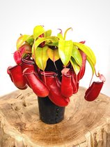 Bekerplant (Nepenthes) 'Bloody Mary' | Grote vleesetende plant | potmaat ⌀ 12,5cm' - hoogte 25cm | Unieke plant om te zien | Prachtige en functionele toevoeging voor ieder interieur