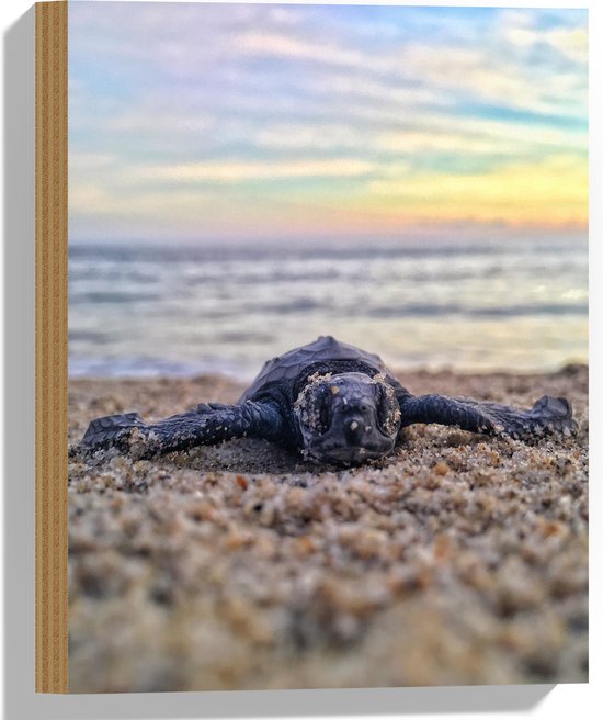 WallClassics - Hout - Babyschildpad op het Strand aan de Zee - 30x40 cm - 9 mm dik - Foto op Hout (Met Ophangsysteem)