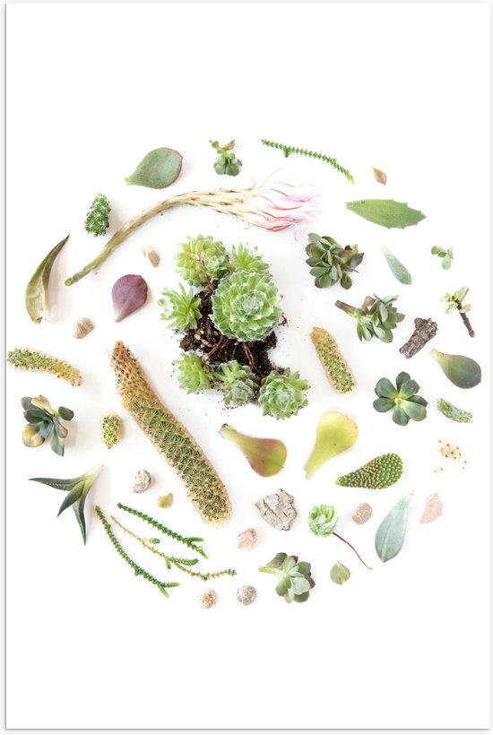 Poster Glanzend – Cirkel van Verschillende Groenkleurige Planten tegen Witte Achtergrond - 60x90 cm Foto op Posterpapier met Glanzende Afwerking