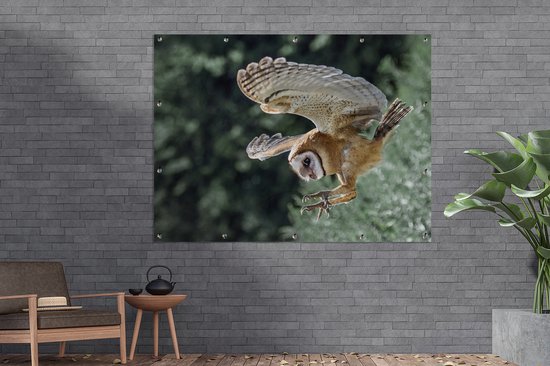 Attaque chouette 160x120 cm XXL / Groot taille!