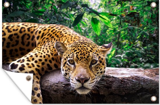 Jaguar repose de jardin affiche en vrac 120x80 cm - Toile de jardin / Toile d'extérieur / Peintures pour l'extérieur (décoration de jardin)