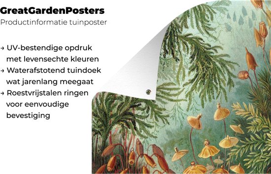 Posters de jardin extérieur Maîtres anciens - Art - Muscinae - Haeckel - 90x60 cm - Toile de jardin - Affiche extérieure
