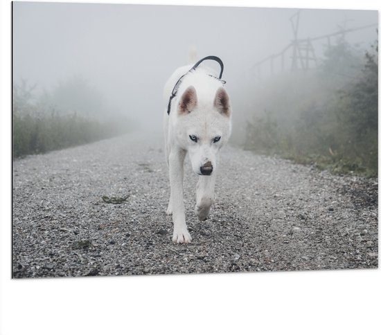 WallClassics - Dibond - Eenzame Witte Hond Lopend over een Pad - 100x75 cm Foto op Aluminium (Met Ophangsysteem)