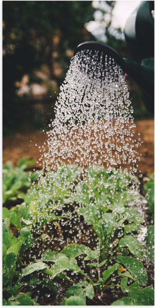 Poster Glanzend – Planten Water Geven met Gieter - 50x100 cm Foto op Posterpapier met Glan