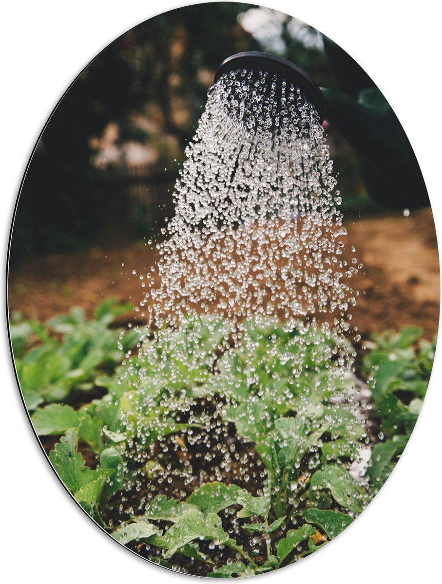Dibond Ovaal - Planten Water Geven met Gieter - 60x80 cm Foto op Ovaal (Met Ophangsysteem)