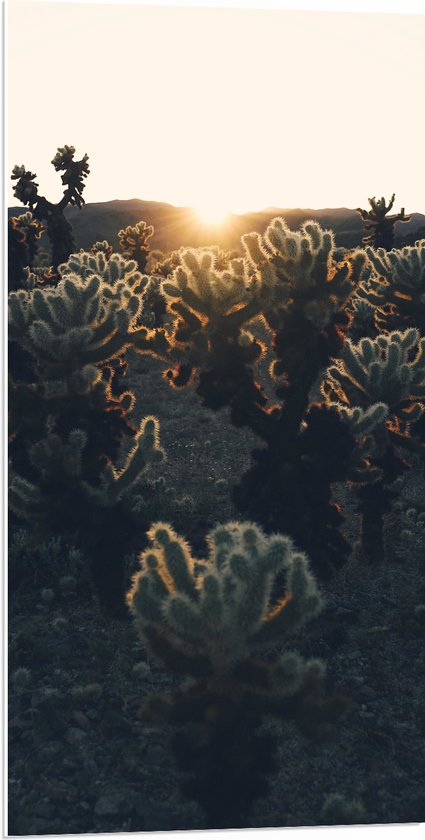 PVC Schuimplaat - Cactussen in Woestijn bij Zonsondergang - 50x100 cm Foto op PVC Schuimplaat (Met Ophangsysteem)