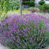 12 x Echte Lavendel Planten - Vaste Planten - Tuinplanten Winterhard - Lavandula angustifolia in 9x9 cm pot met hoogte 0-10cm