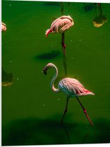 PVC Schuimplaat- Groepje Flamingo's Staand in Groenkleurig Water - 60x80 cm Foto op PVC Schuimplaat