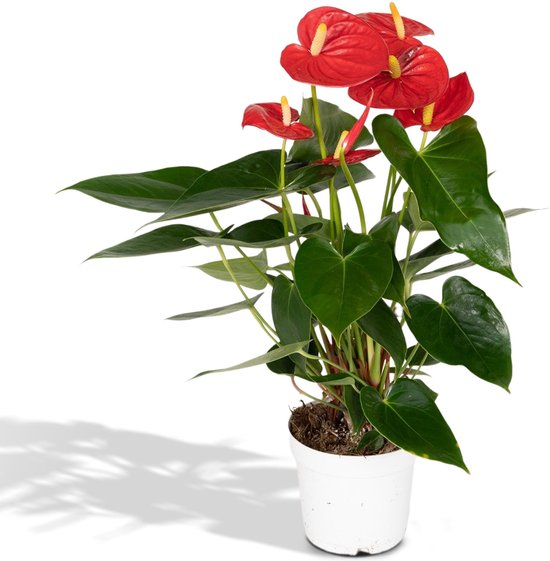 Flamingoplant - Anthurium Red hoogte 40cm potmaat 14cm