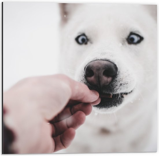 WallClassics - Dibond - Witte Husky Hond Krijgt Eten - 50x50 cm Foto op Aluminium (Wanddecoratie van metaal)