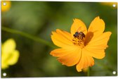 Tuinposter – Gele Bij Zoekend naar Nectar in Gele Bloem - 75x50 cm Foto op Tuinposter (wanddecoratie voor buiten en binnen)