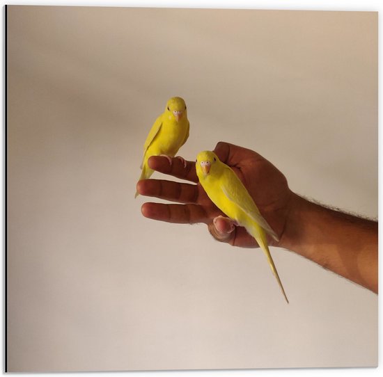 WallClassics - Dibond - Twee Gele Parkietjes in Mensenhand - 50x50 cm Foto op Aluminium (Met Ophangsysteem)