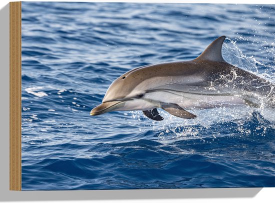 Hout - Springende Tevreden Dolfijn - 40x30 cm - 9 mm dik - Foto op Hout (Met Ophangsysteem)