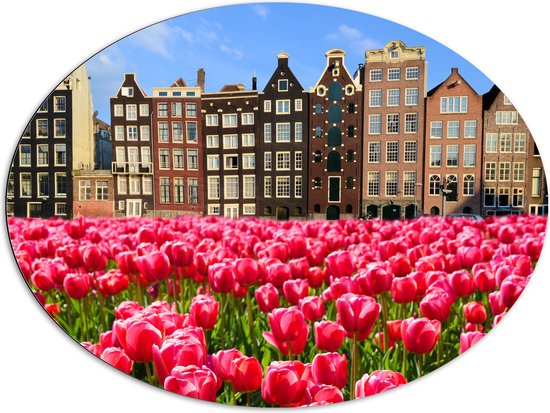 Dibond Ovaal - Roze Tulpenveld voor Rij Grachtenpanden in Amsterdam, Nederland - 96x72 cm Foto op Ovaal (Met Ophangsysteem)