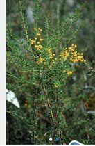 Berberis stenophylla - Zuurbes 40 - 50 cm in pot