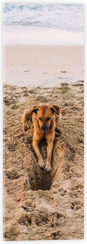 Acrylglas - Gravende Hond op het Strand - 20x60 cm Foto op Acrylglas (Wanddecoratie op Acrylaat)
