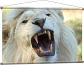 WallClassics - Affiche Textile - Lion Mâle Witte Rugissant - 120x80 cm Photo sur Textile