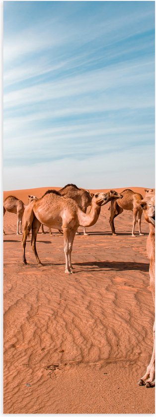 Poster Glanzend – Dromedarissen in de Woestijn - 20x60 cm Foto op Posterpapier met Glanzende Afwerking