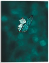 WallClassics - Dibond - Papillon bleu dans un décor bleu - Photo sur aluminium 30x40 cm (avec système de suspension)