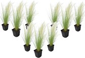 Plant in a Box - Stipa tenuifolia 'Pony Tails' - Set van 9 Stipa 'ponytail' grassen - Verdergras - Pot 9cm - Hoogte 20-30cm