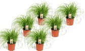Plant in a Box - Set van 6 - Cyperus kattengras planten - Perfecte planten voor een huishouden met huisdieren - Pot 12cm - Hoogte 30-40cm