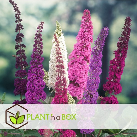 Verschillende bloemtrossen van vlinderstruiken in paars, wit, roze en rood.