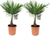 Plant in a Box - Trachycarpus Fortunei - Set van 2 - Winterharde Aziatische Waaierpalmboom - Pot 21cm - Hoogte 65-75cm
