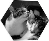 WallClassics - PVC Schuimplaat Hexagon - Kat Likkend aan Katten Vriend (Zwart-wit) - 60x52.2 cm Foto op Hexagon (Met Ophangsysteem)