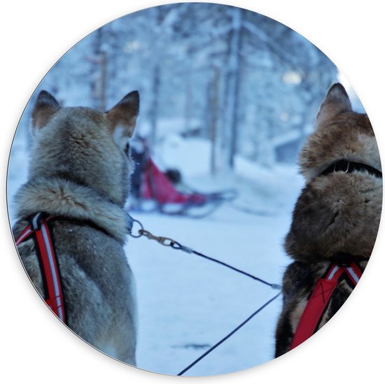 WallClassics - Dibond Muurcirkel - Honden in de Sneeuw - 100x100 cm Foto op Aluminium Muurcirkel (met ophangsysteem)