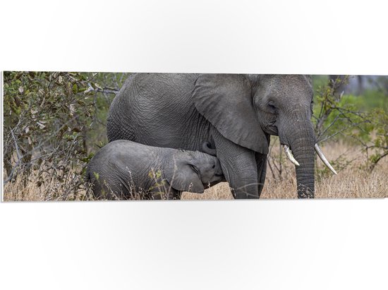 PVC Schuimplaat - Babyolifant drinkend bij Moederolifant tussen Hoge Droge Grassen - 90x30 cm Foto op PVC Schuimplaat (Met Ophangsysteem)