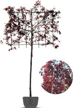 Leisierpruim | Prunus cerasifera Nigra | Stamomtrek: 8-10 cm | Stamhoogte: 180 cm | Rek: 120 cm