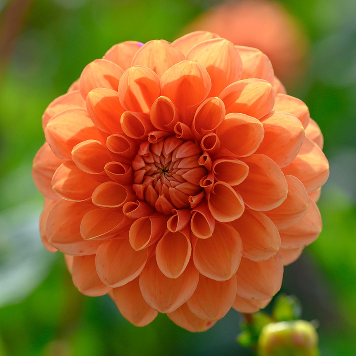 Dahlia Sylvia | 1 stuk | Bal Dahlia | Knol | Snijbloem | Oranje | Dahlia Knollen van Top Kwaliteit | 100% Bloeigarantie | QFB Gardening