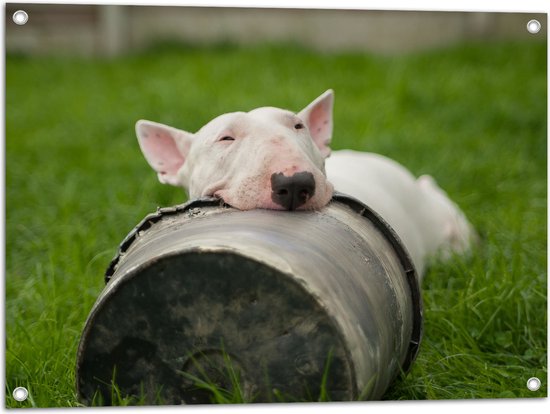 WallClassics - Tuinposter – Witte Hond in het Gras met Zwarte Emmer - 80x60 cm Foto op Tuinposter (wanddecoratie voor buiten en binnen)