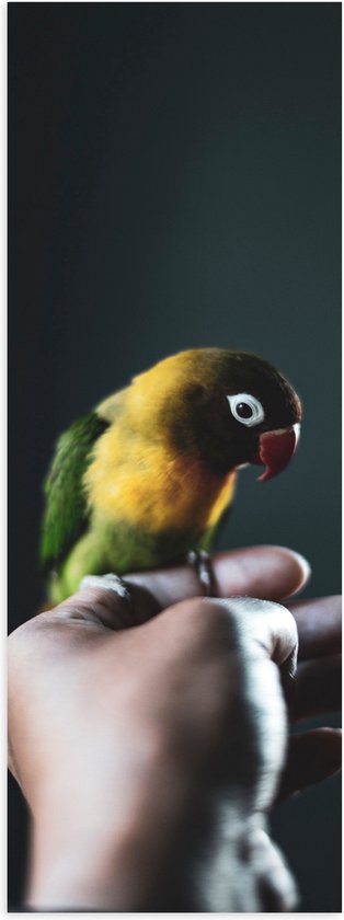 WallClassics - Poster (Mat) - Vogel op Hand - Zwartmaskeragapornis - 20x60 cm Foto op Posterpapier met een Matte look