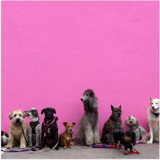 WallClassics - Poster Glanzend – Hondenfamilie tegen Roze Achtergrond - 50x50 cm Foto op Posterpapier met Glanzende Afwerking