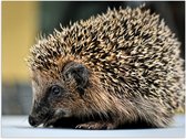 WallClassics - Poster (Mat) - Hedgehog-5474220 - 40x30 cm Photo sur papier poster mat