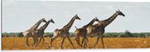 Dibond - Kudde Rennende Giraffen door Afrikaans Landschap - 120x40 cm Foto op Aluminium (Met Ophangsysteem)