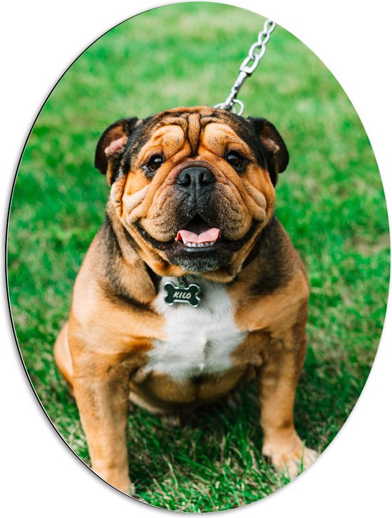WallClassics - Dibond Ovaal - Portret van Bruine Engelse Bulldog - 60x80 cm Foto op Ovaal (Met Ophangsysteem)